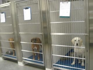 Boarding Kennel