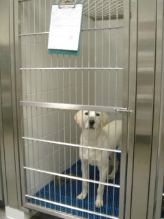 Boarding Kennel
